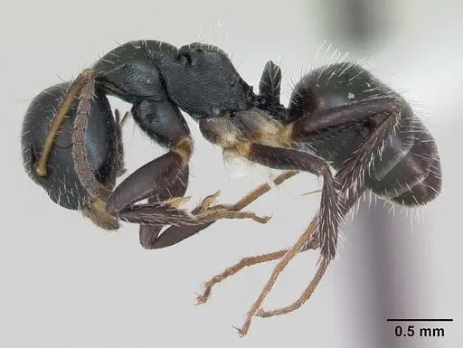 Camponotus striatus specimen
