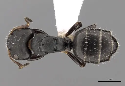 Camponotus striatus - CASENT0280121