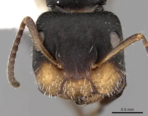 Camponotus striatus - CASENT0280121