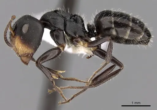 Camponotus striatus - CASENT0280121