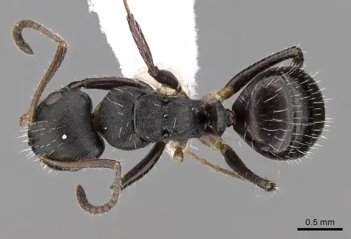 Camponotus striatus - CASENT0280122