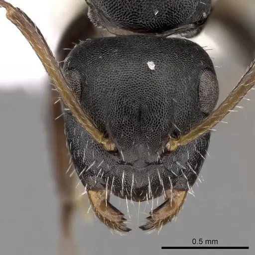 Camponotus striatus - CASENT0280122