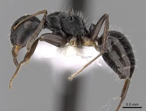 Camponotus striatus - CASENT0280122