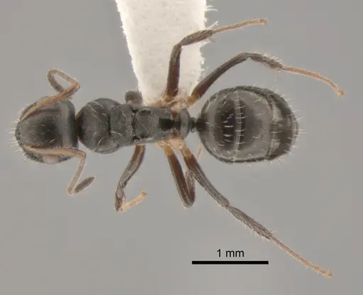 Camponotus striatus - CASENT0882309