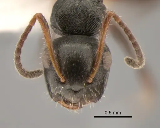 Camponotus striatus - CASENT0882309