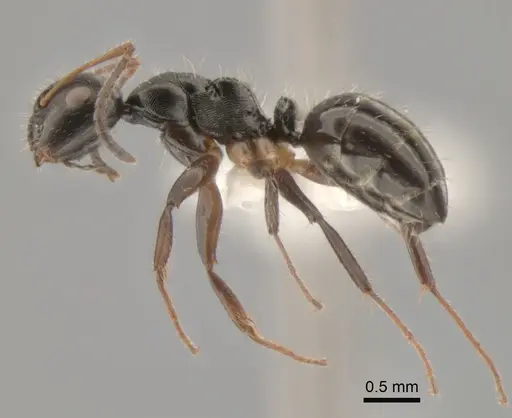 Camponotus striatus - CASENT0882309