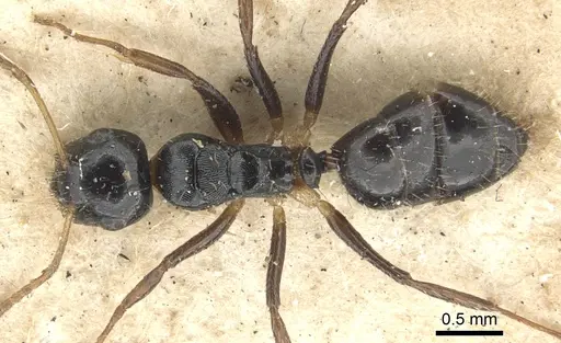 Camponotus striatus - CASENT0903642