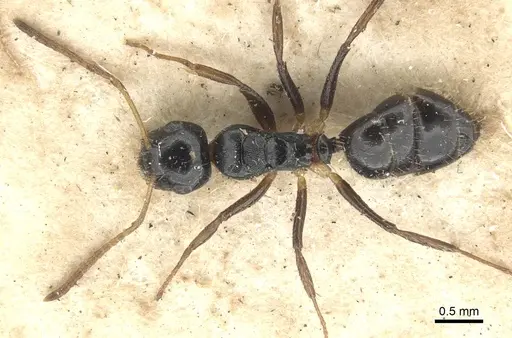 Camponotus striatus - CASENT0903642