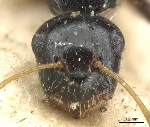 Camponotus striatus - CASENT0903642