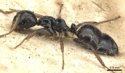 Camponotus striatus - CASENT0903642