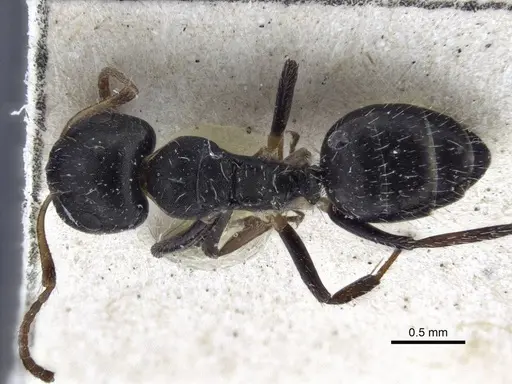 Camponotus striatus - CASENT0916613