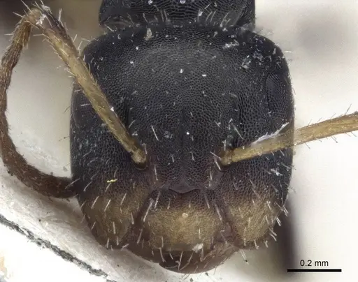 Camponotus striatus - CASENT0916613