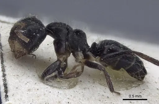 Camponotus striatus - CASENT0916613