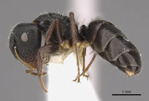 Camponotus striatus - CASENT0923555
