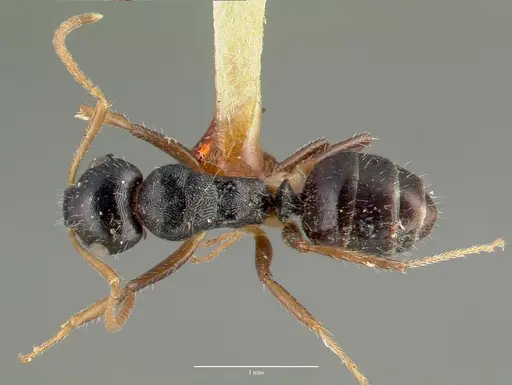 Camponotus striatus - CASTYPE00606