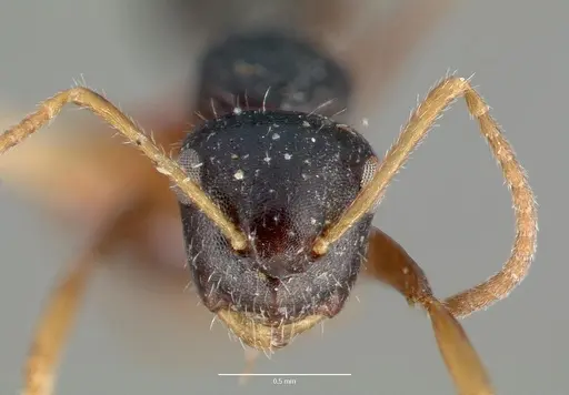 Camponotus striatus - CASTYPE00606