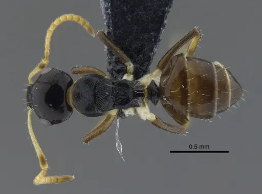 Camponotus striatus - CBUMAGENT41776