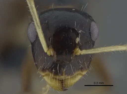 Camponotus striatus - CBUMAGENT41776