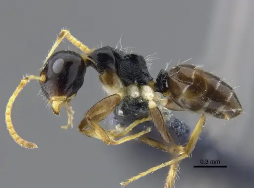Camponotus striatus - CBUMAGENT41776