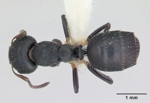 Camponotus striatus - INBIOCRI002280548