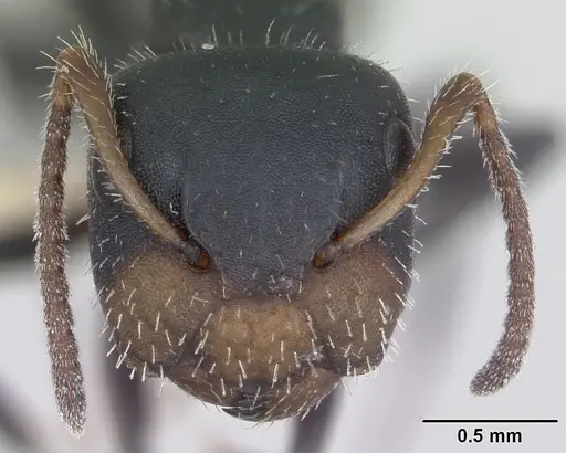 Camponotus striatus - INBIOCRI002280548