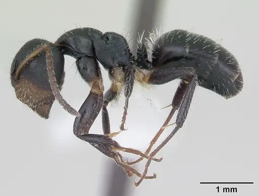 Camponotus striatus - INBIOCRI002280548