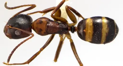 Camponotus subbarbatus specimen
