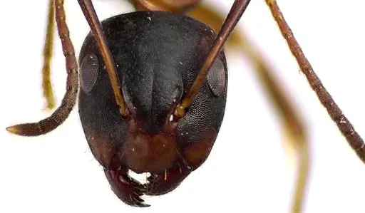 Camponotus subbarbatus specimen