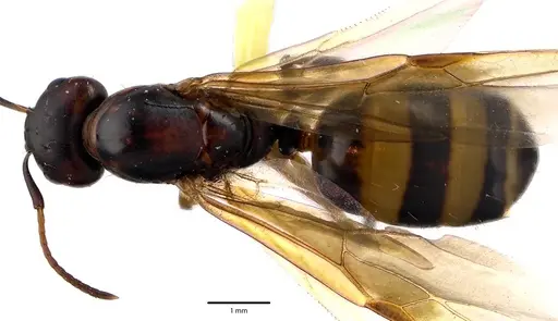 Camponotus subbarbatus - ANTWEB1041642