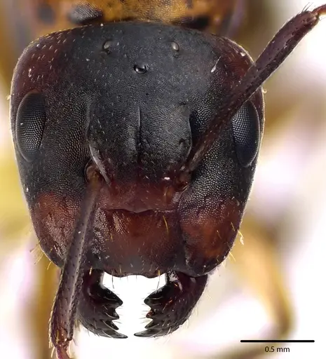 Camponotus subbarbatus - ANTWEB1041642