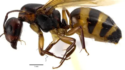 Camponotus subbarbatus - ANTWEB1041642