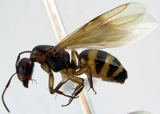 Camponotus subbarbatus - ANTWEB1041642