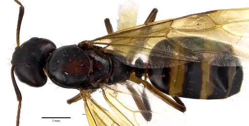 Camponotus subbarbatus - ANTWEB1041643