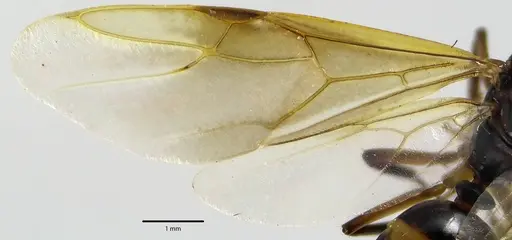 Camponotus subbarbatus - ANTWEB1041643