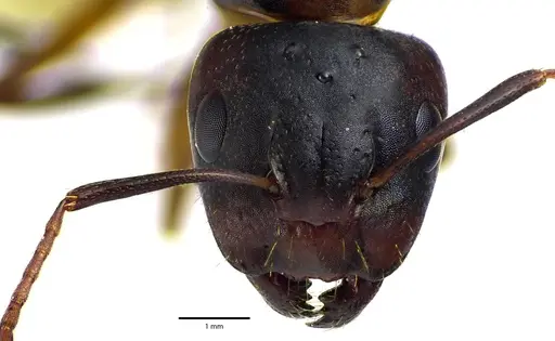 Camponotus subbarbatus - ANTWEB1041643