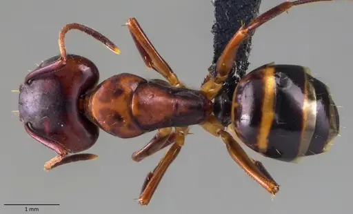Camponotus subbarbatus - ANTWEB1060080