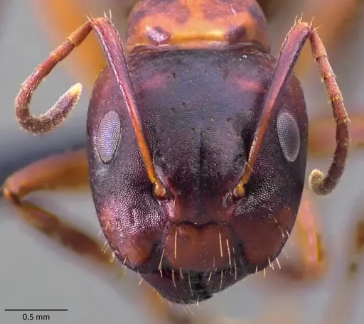 Camponotus subbarbatus - ANTWEB1060080