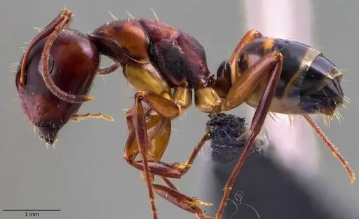 Camponotus subbarbatus - ANTWEB1060080