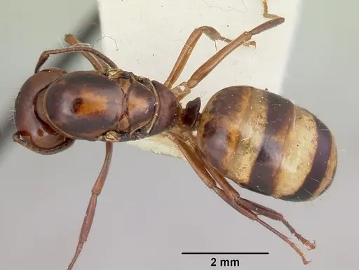 Camponotus subbarbatus - CASENT0103351
