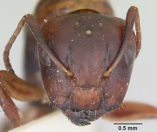 Camponotus subbarbatus - CASENT0103351