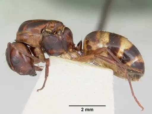 Camponotus subbarbatus - CASENT0103351