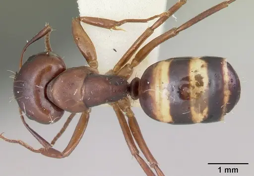 Camponotus subbarbatus - CASENT0103352
