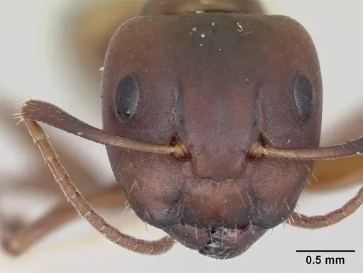 Camponotus subbarbatus - CASENT0103352