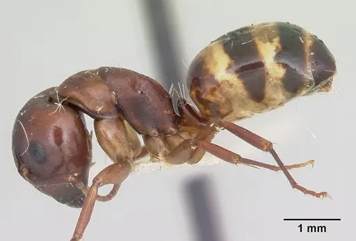 Camponotus subbarbatus - CASENT0103352