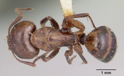 Camponotus subbarbatus - CASENT0103353