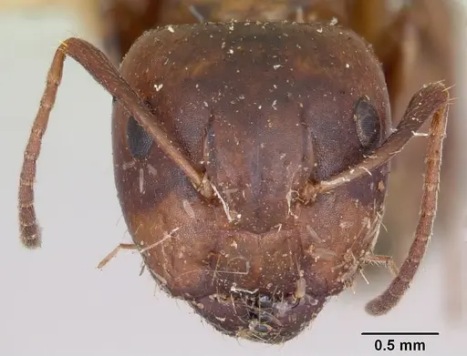 Camponotus subbarbatus - CASENT0103353