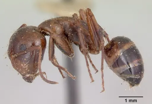 Camponotus subbarbatus - CASENT0103353