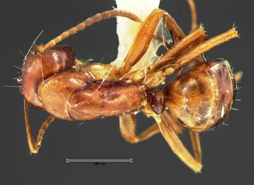 Camponotus subbarbatus - CASENT0105679