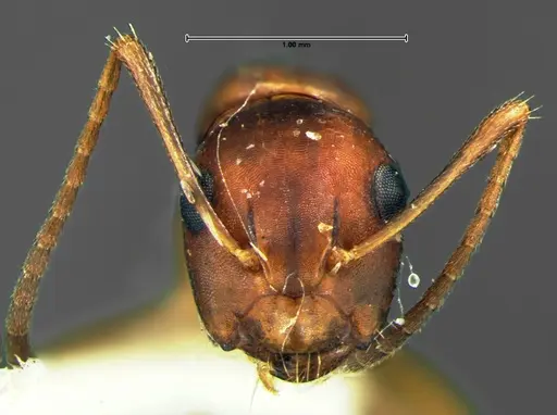 Camponotus subbarbatus - CASENT0105679