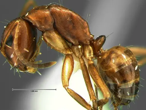Camponotus subbarbatus - CASENT0105679